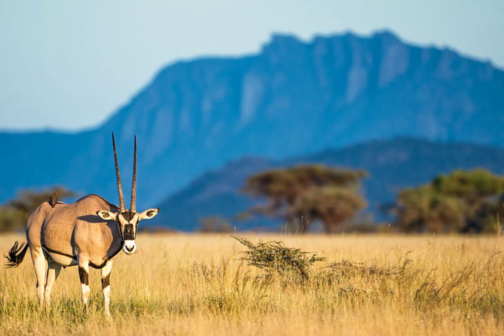 Safari Tour