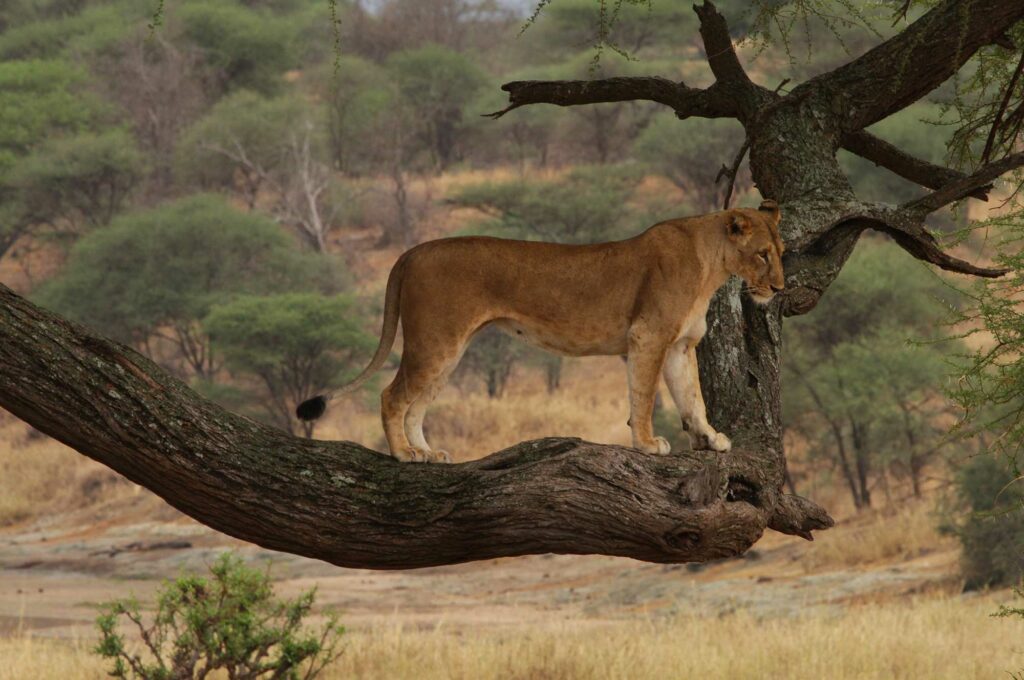 Safari Tour
