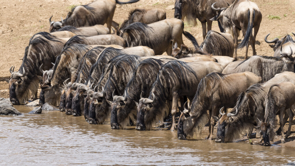 Safari Tour