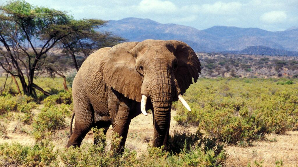 Safari Tour