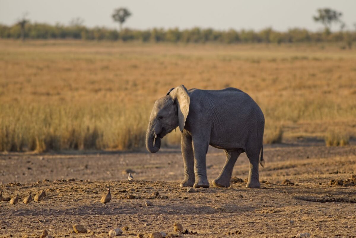 Adventure into the Wild: Kenya Tanzania Adventure Safari Tours You Won’t Forget