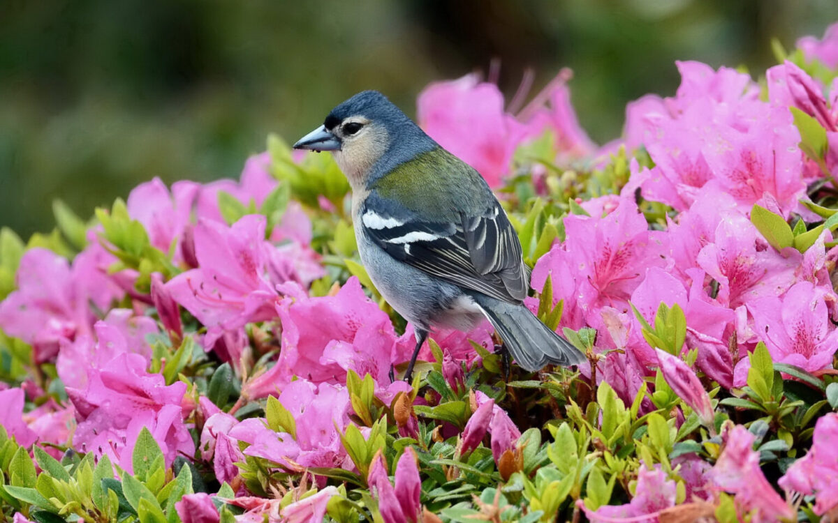 Avian Odyssey: A Comprehensive Bird Watching Expedition Across Kenya